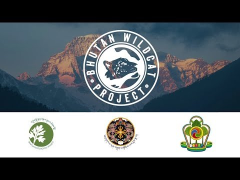 Bhutan Wild Cat Health Project 2025: Project Description
