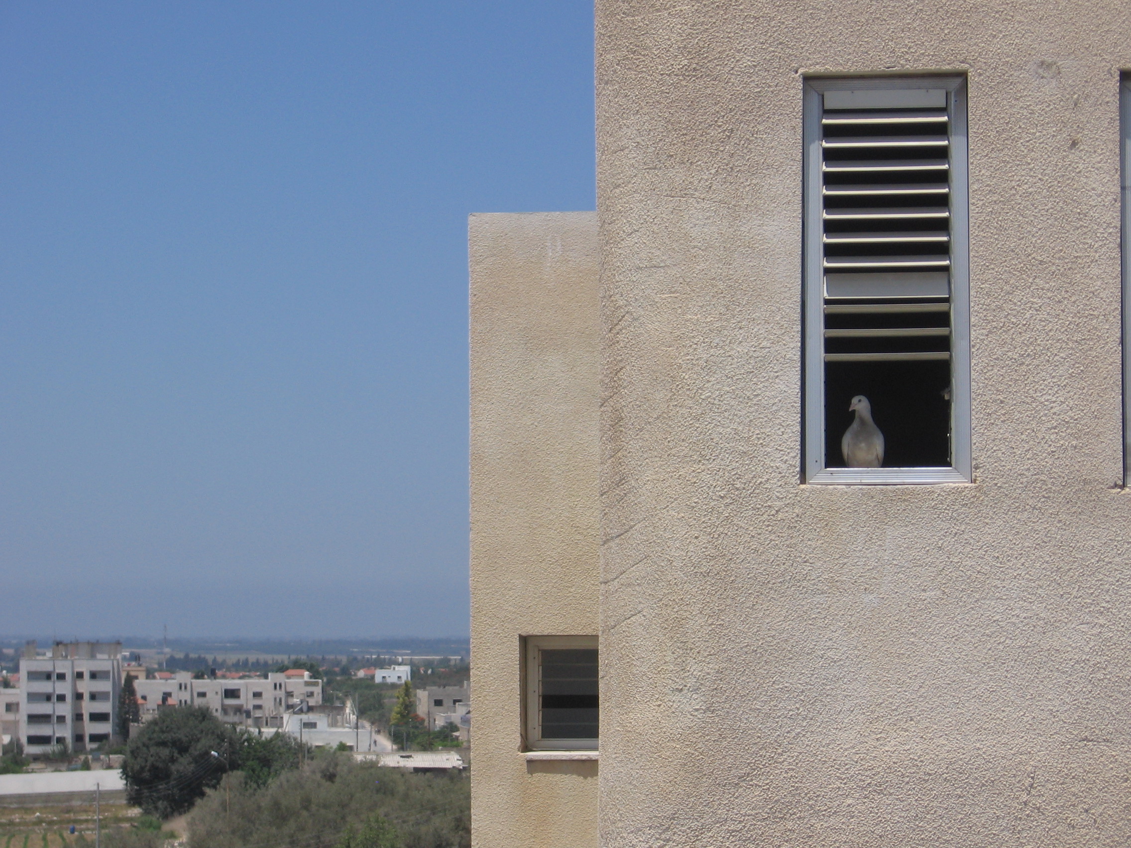 Thriive Palestine Thumbnail.jpg