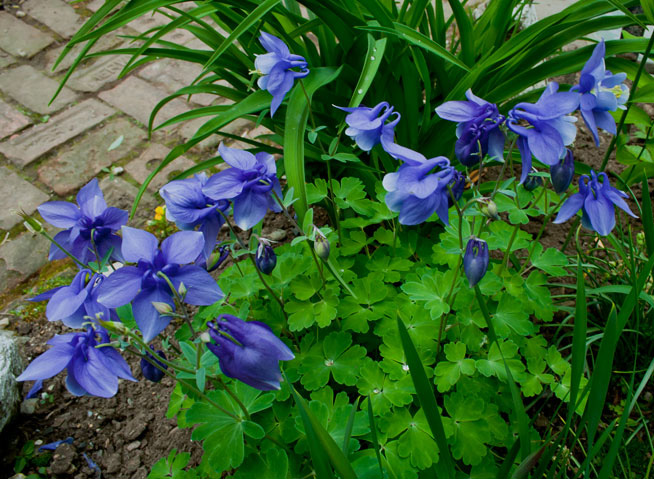 Garden Photography