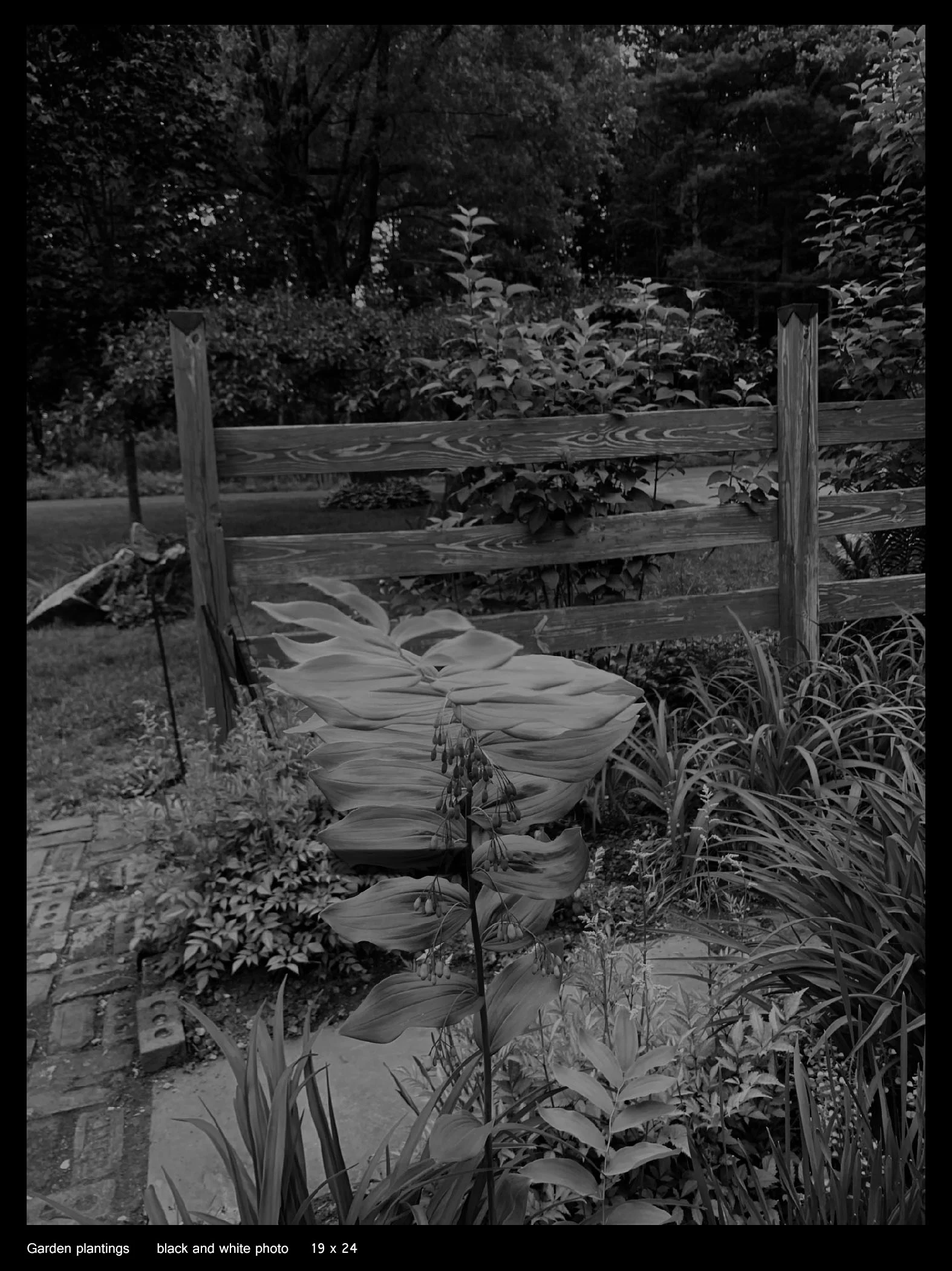 Garden Plantings Black and White 19”h x 24”w