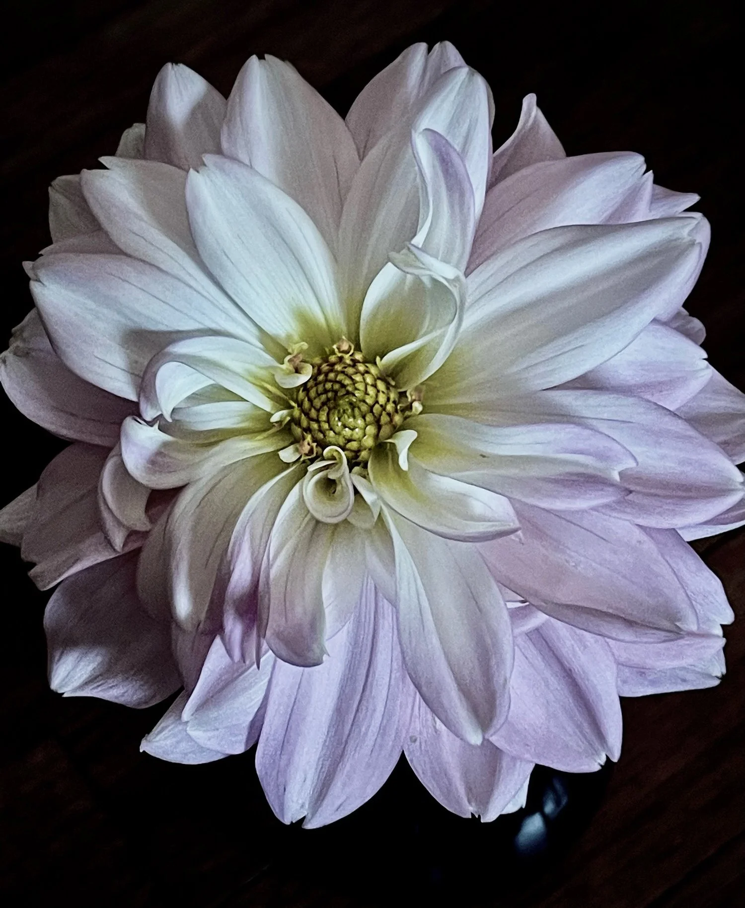 Dreamy Dahlia