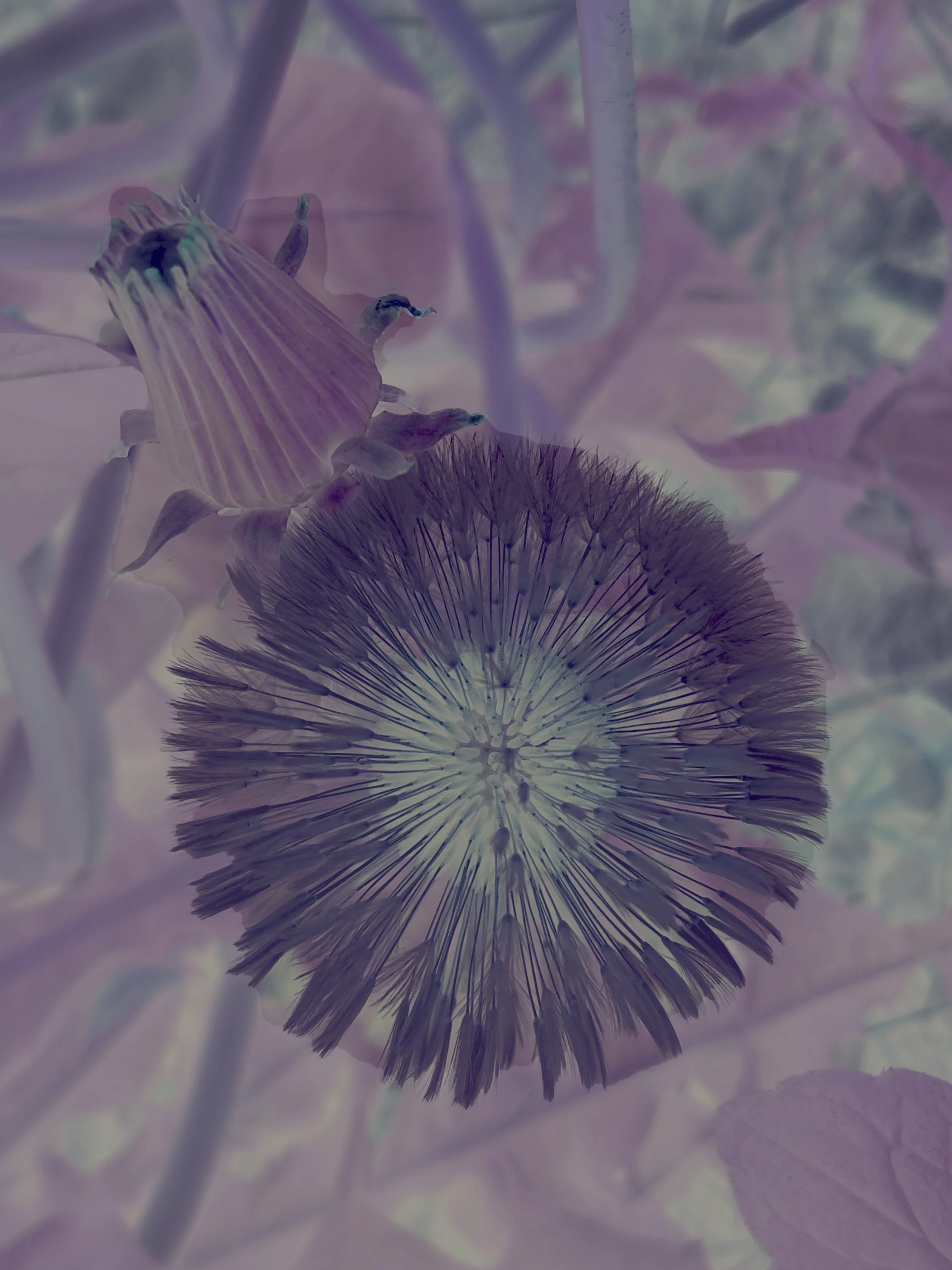 The Underside of the Dandelion