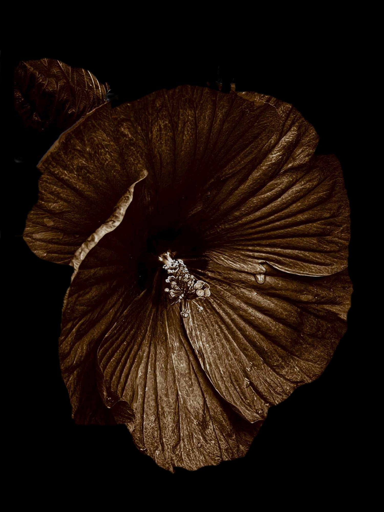 hibiscus_image_5931final_chocolate_primt_copy0909 copy.jpg