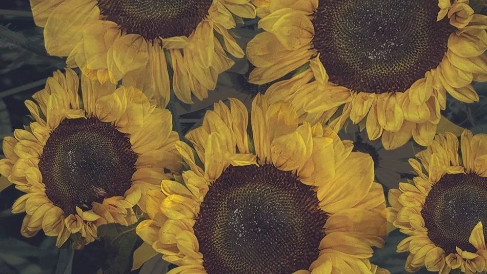 AI_luminous_sunflowers_edits+copy4+copy.jpg