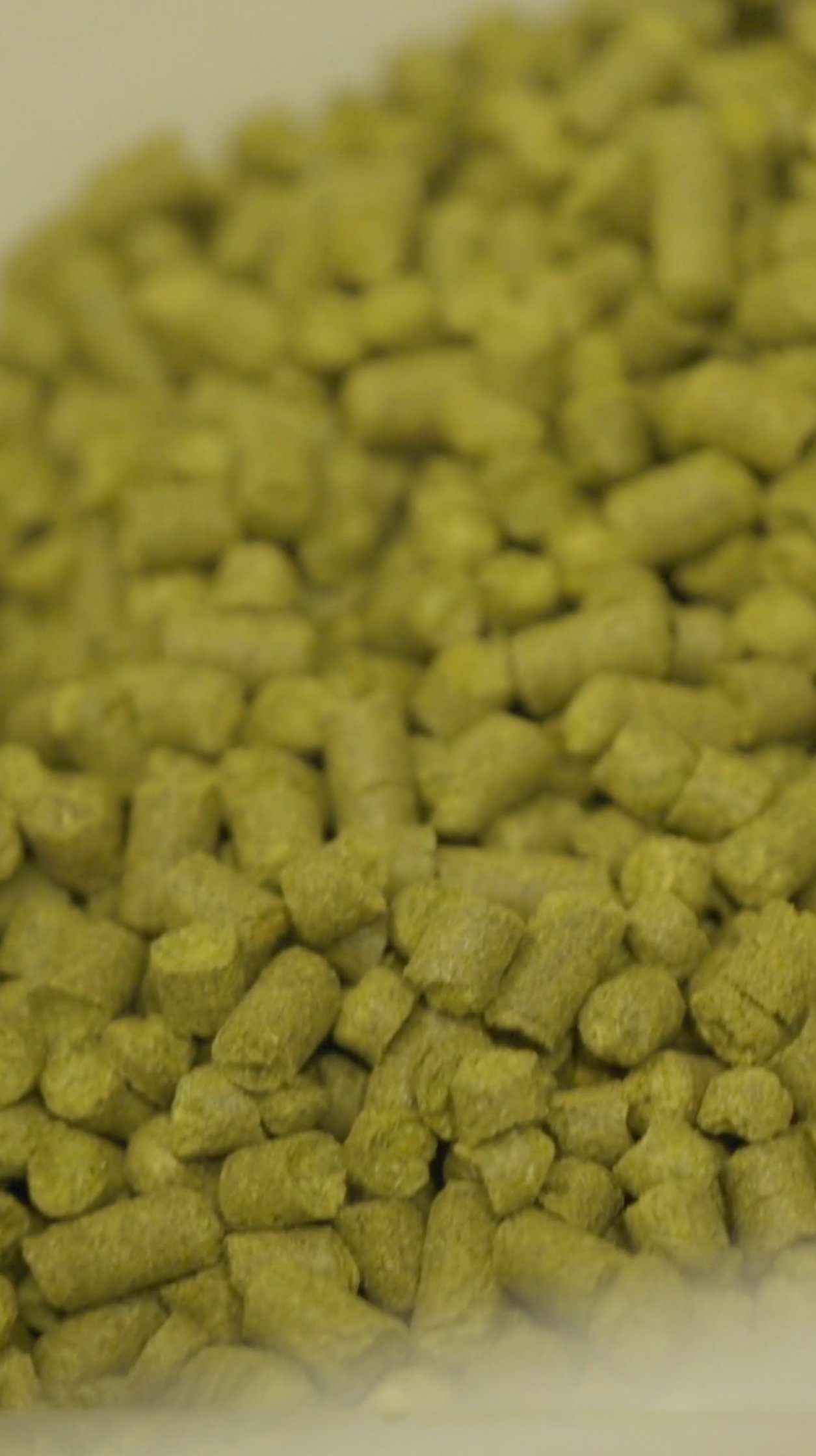 Marie Catafesta-Andina-Brewing-Vancouver-Videographer-Branding Video-Beer Hops.jpg