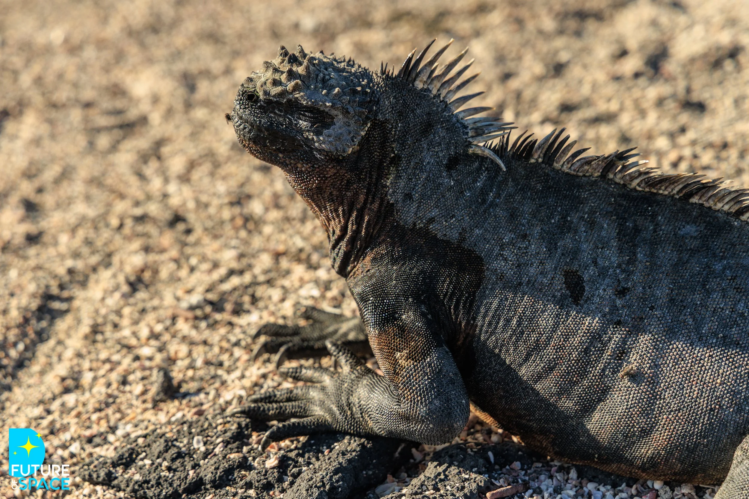 FoSGalapagos_Nov 3 2025_MarieCatafestaPhoto-6883.jpg