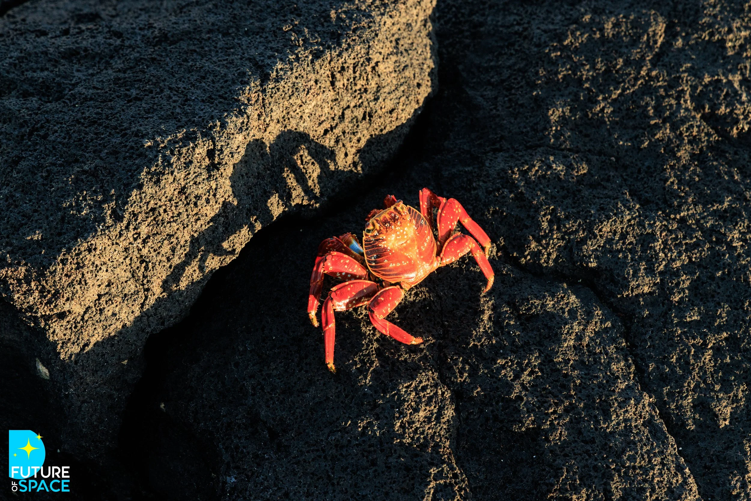 FoSGalapagos_Nov 3 2025_MarieCatafestaPhoto-7333.jpg