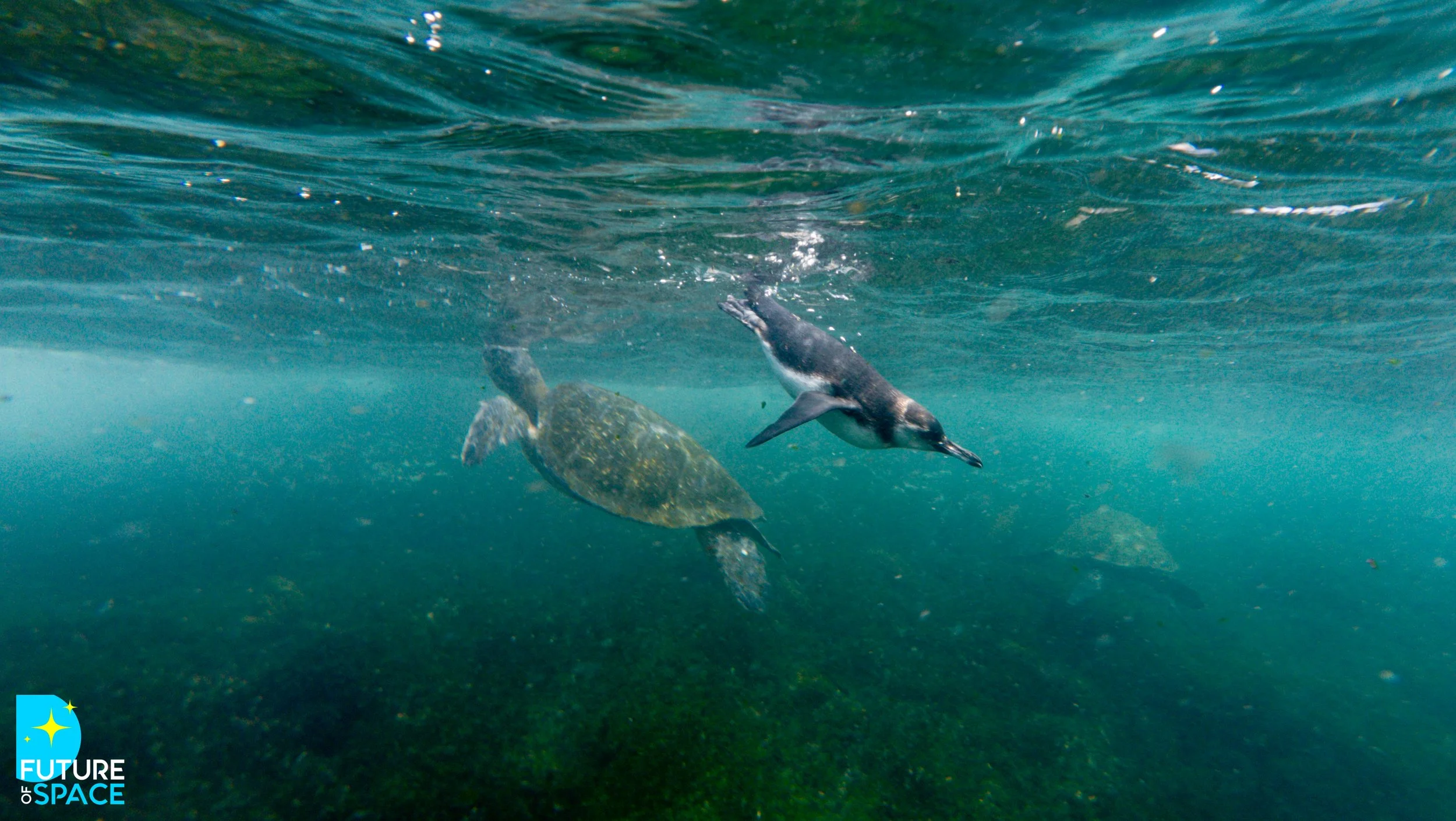 FoSGalapagos_Nov 4 2025_MarieCatafestaPhoto-0003.jpg