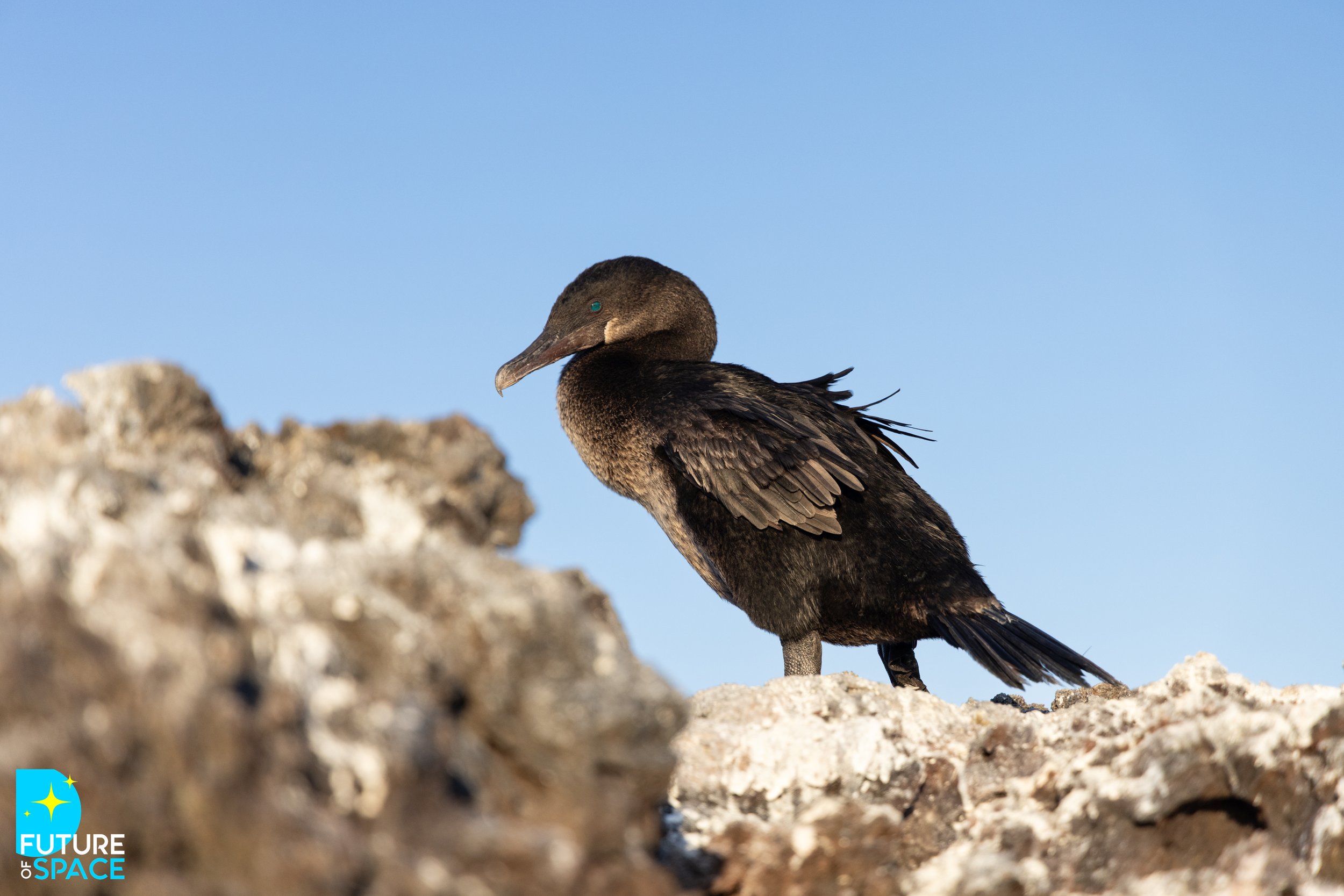 FoSGalapagos_Nov 4 2025_MarieCatafestaPhoto-8375.jpg