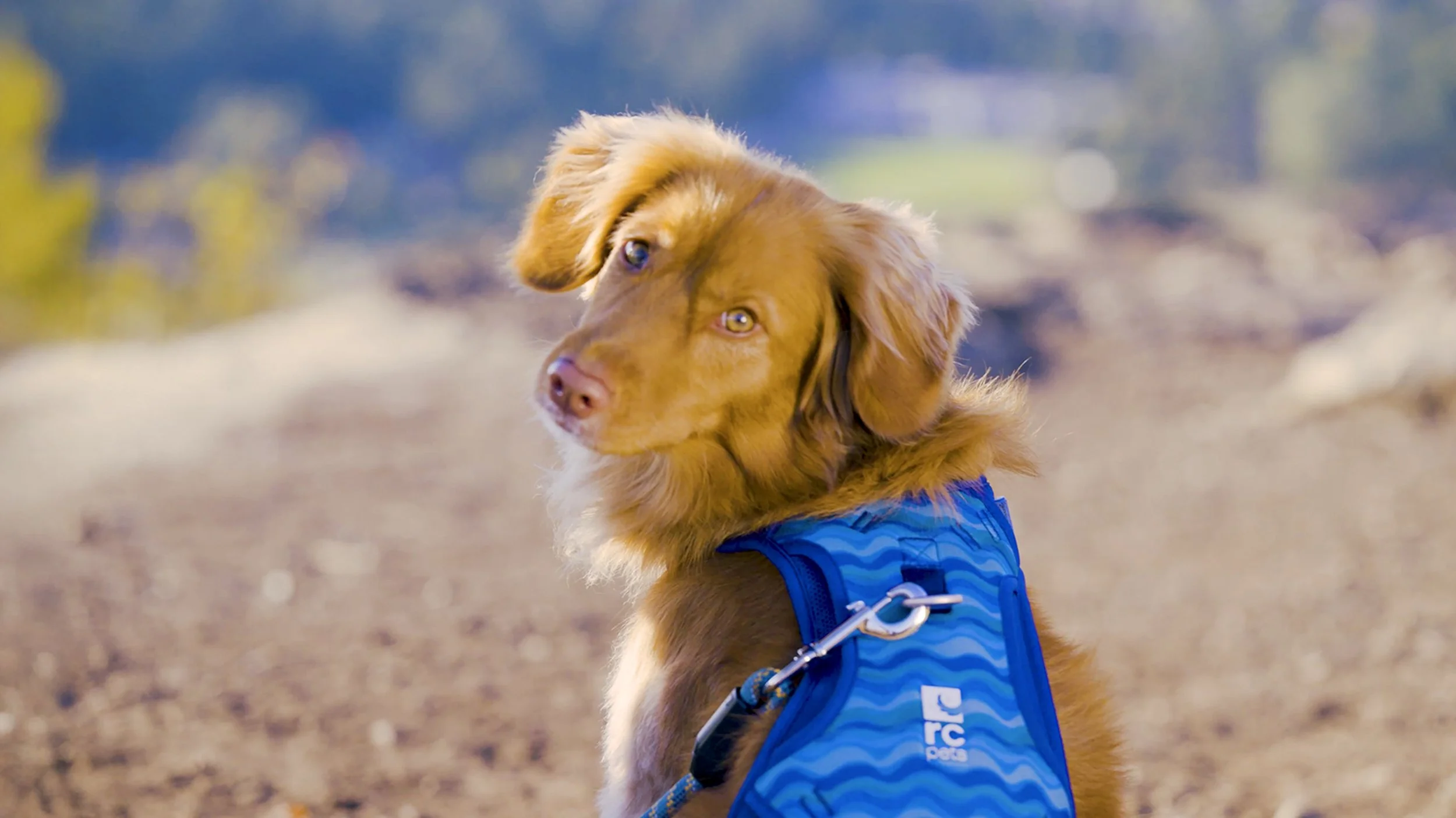 Marie-Catafesta_Vancouver-Branding-Videographer_RC-Pets_Commercial-Videography_Pet-video.jpg