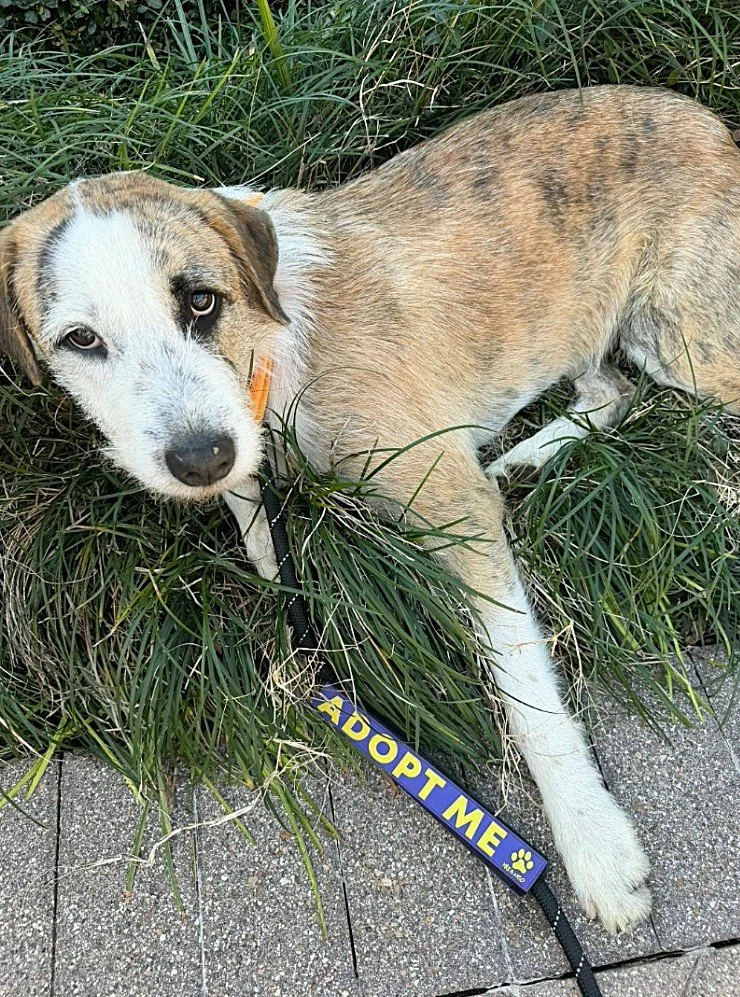 NNGH Special Pals Pup Feb2026.jpg