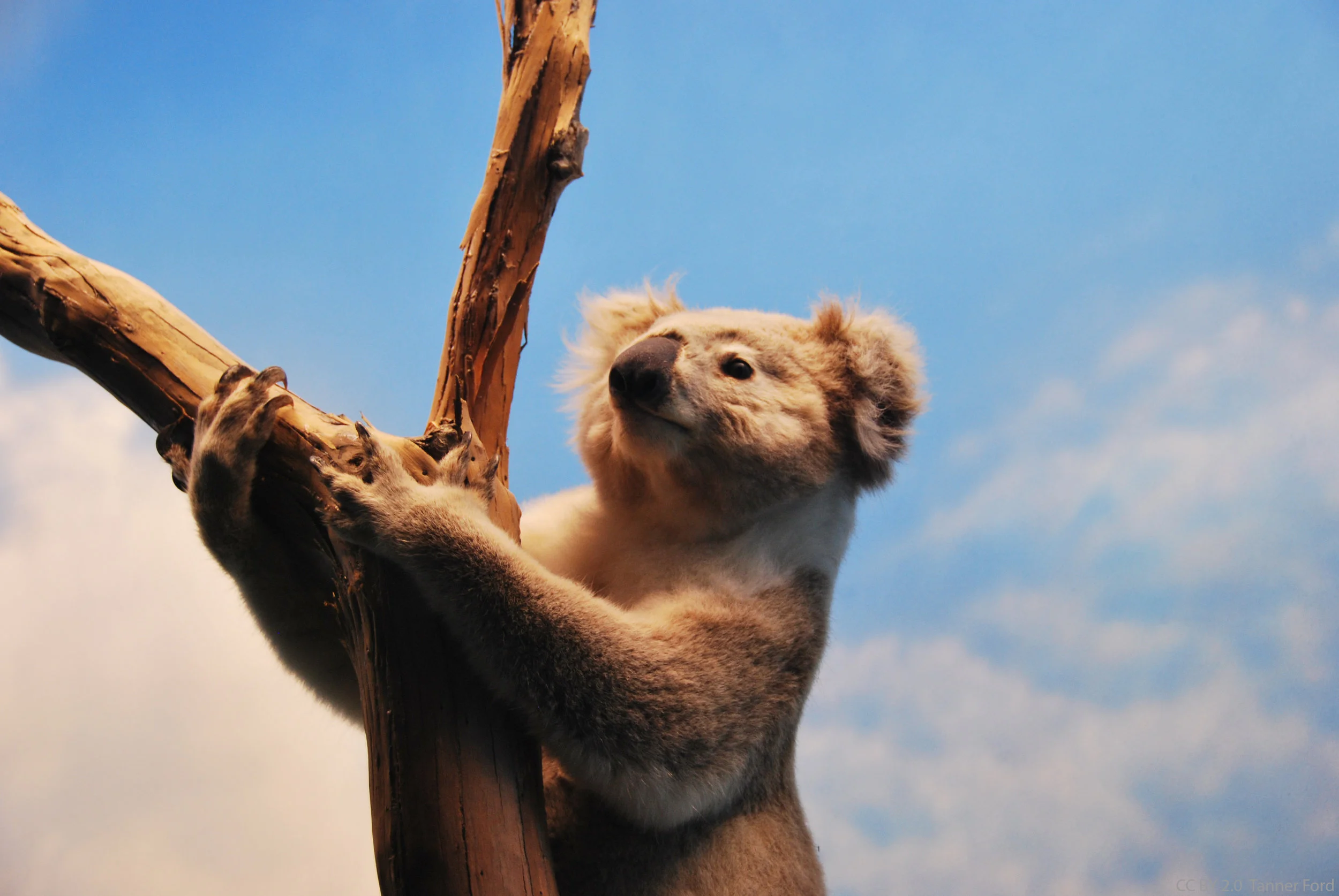 koala.jpg