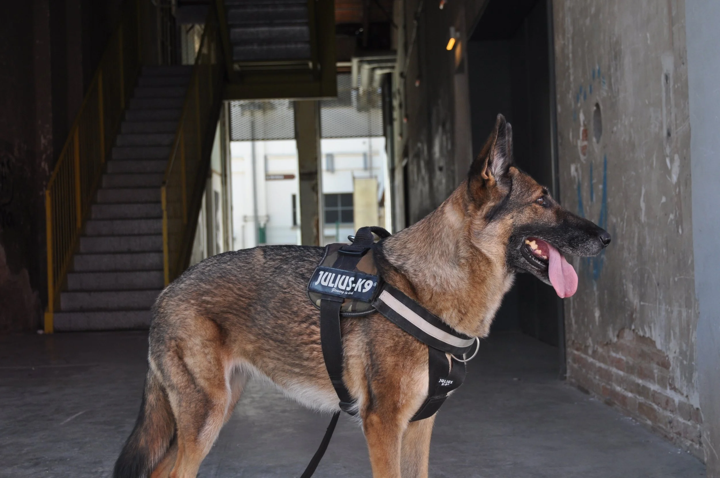 Designing sensors for military working dogs