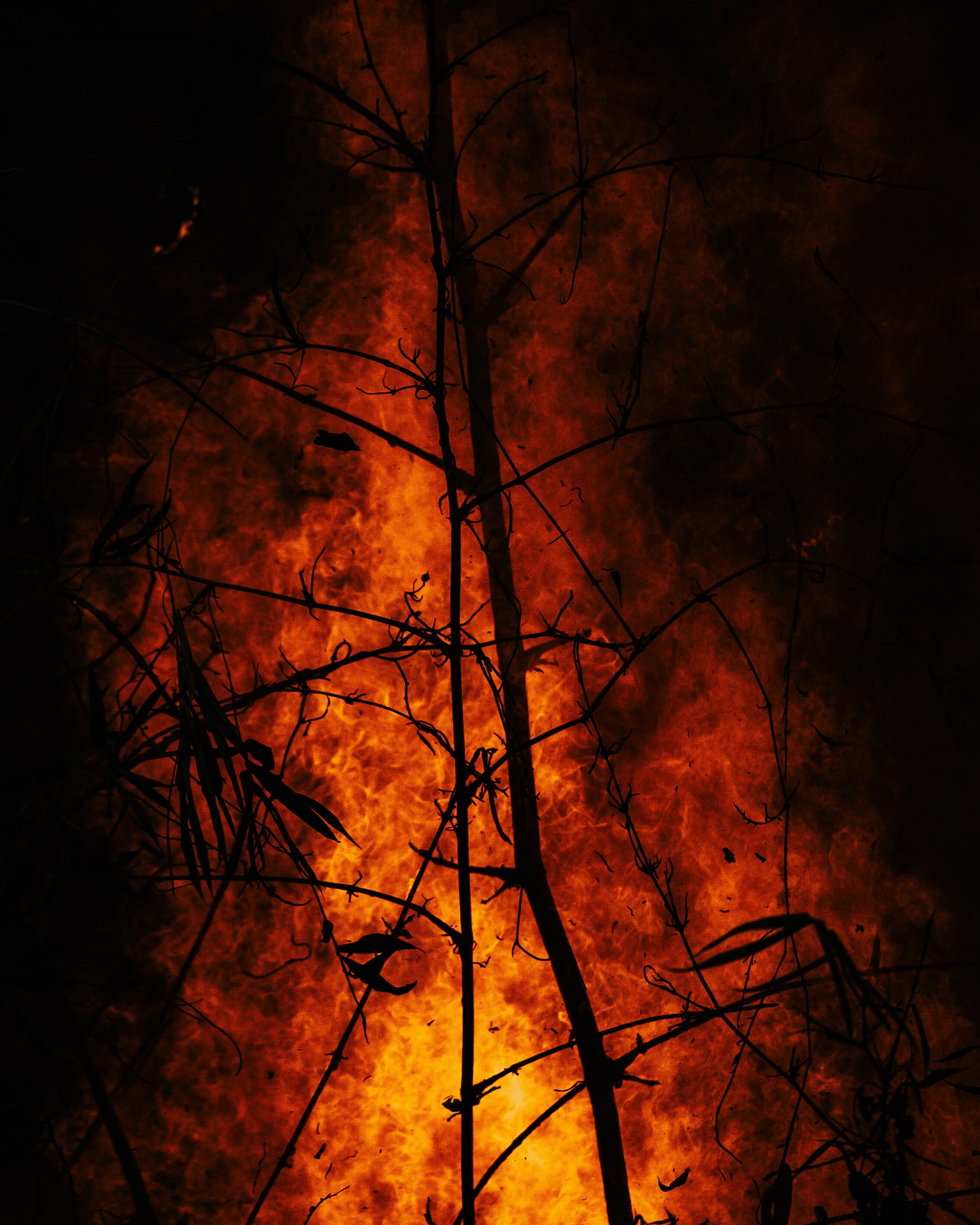 Bushfire Data Quest 2020