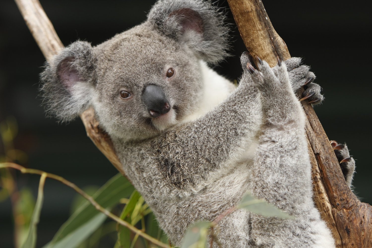 Koala Sensor Wildlife Monitoring — NSSN