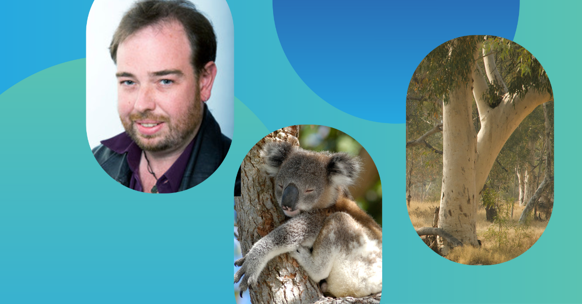 Project 'Airbear' tech could help predict best koala habitats from the sky