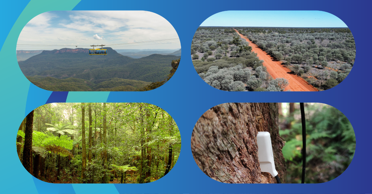 Satellite-enabled smart sensors could transform monitoring of Australia’s forests &nbsp;