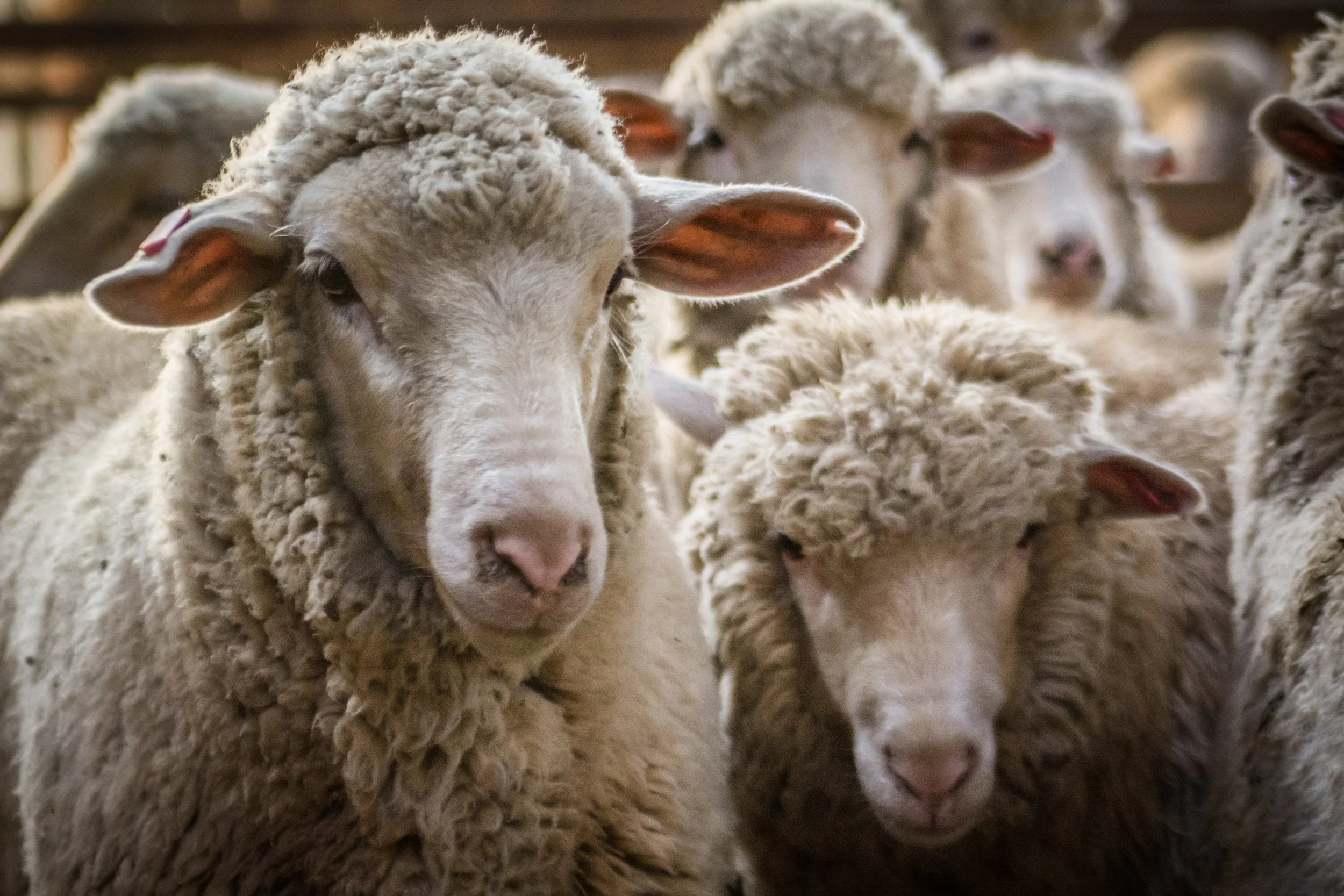 Sheep AdobeStock_402770171.jpeg