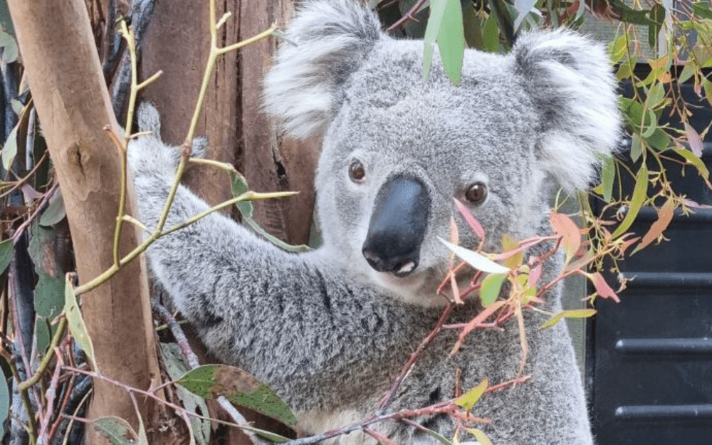 Koala Sensor Recording koala bellows could be a key to their recovery — NSSN