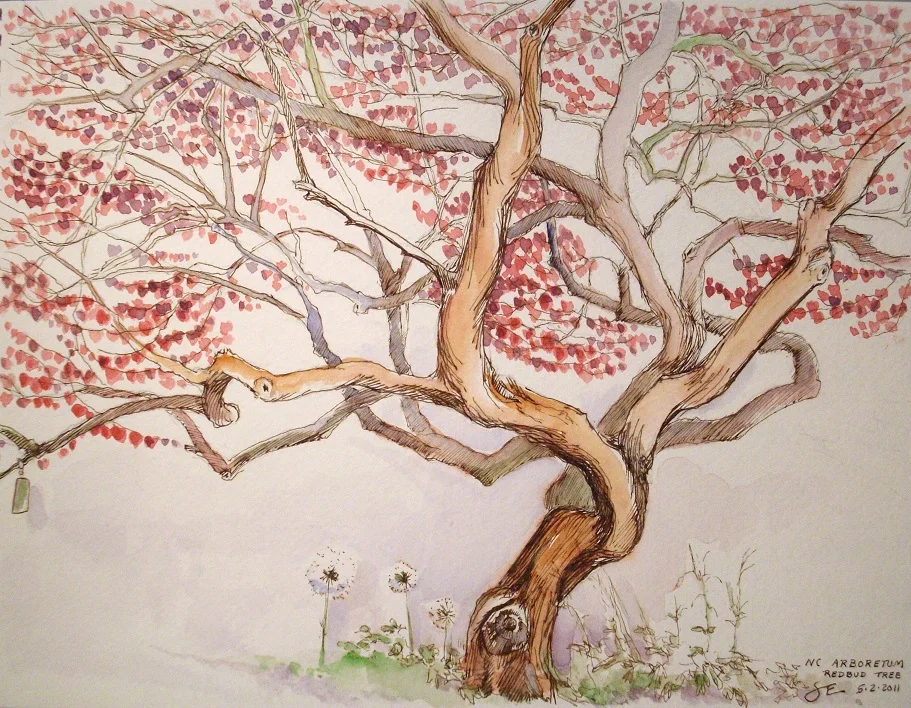 Redbud - NC Arboretum, Asheville, NC