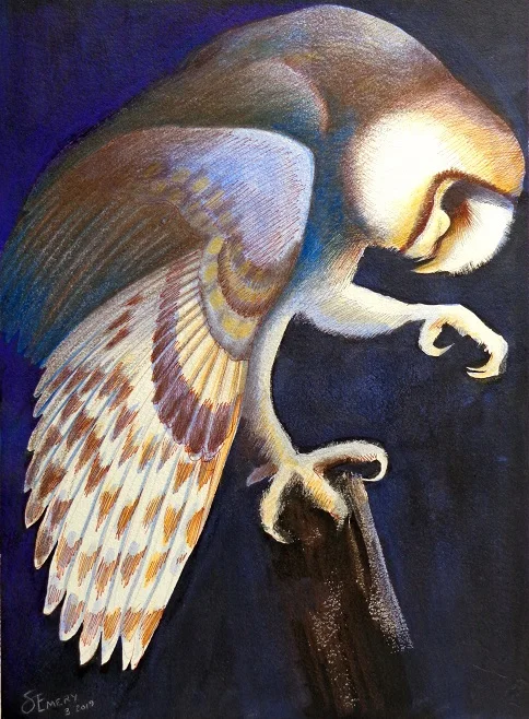 Barn Owl