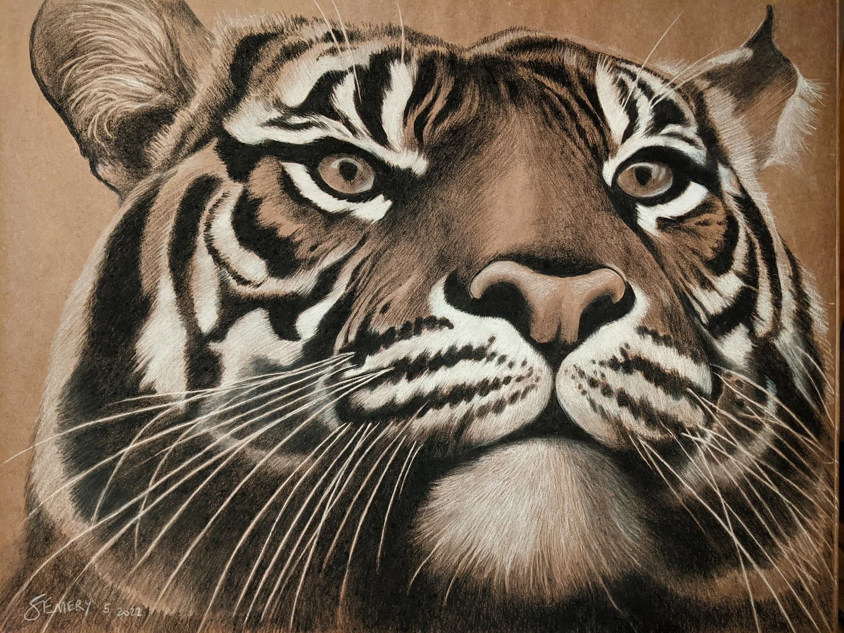 Tiger Asymmetry
