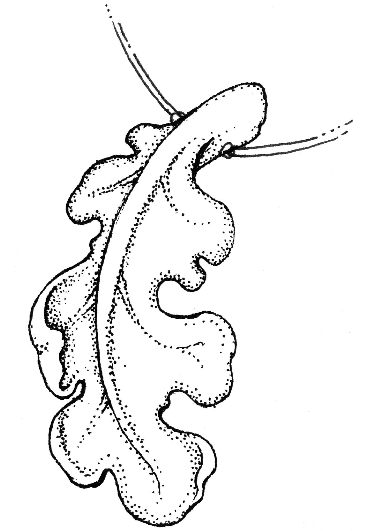 OAK LEAF.jpg