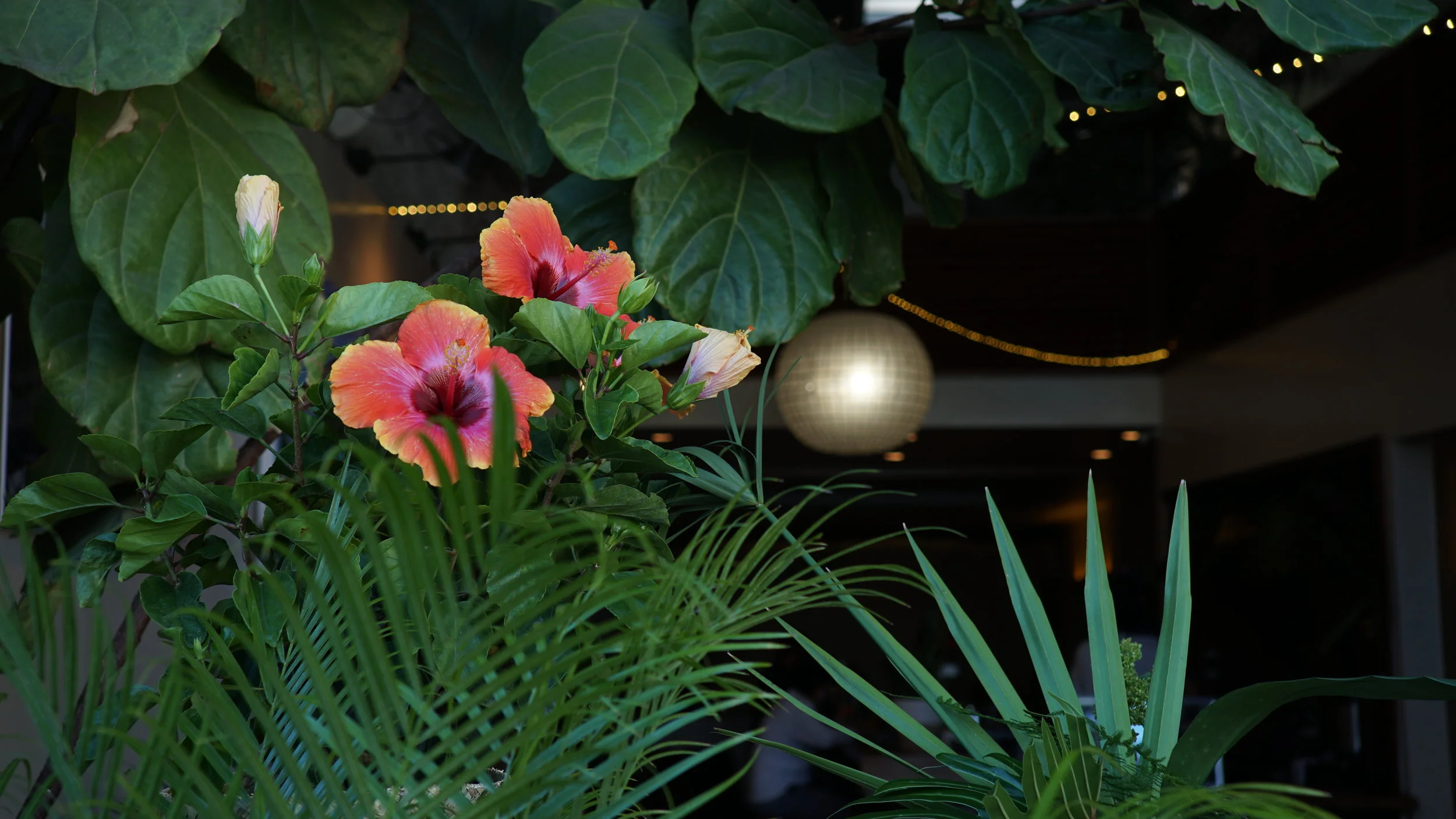 DSC07646.JPG