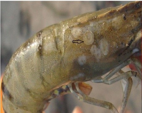 Figure 1. White Spot Syndrome in Shrimp. (Hossain et al, 2014. Prevalence and distribution of White Spot Syndrome Virus in cultured shrimp.)