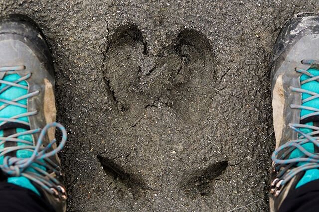 Moose tracks, one of many wildlife sightings you will see in the Alaskan backcountry. ⠀⠀⠀⠀⠀⠀⠀⠀⠀
⠀⠀⠀⠀⠀⠀⠀⠀⠀
⠀⠀⠀⠀⠀⠀⠀⠀⠀
⠀⠀⠀⠀⠀⠀⠀⠀⠀
#outdoorwomen #backpackpackalaska #travelalaska #sharingalaska #heralaskalife #wildernessbabes #womenbackpackers #mountainca