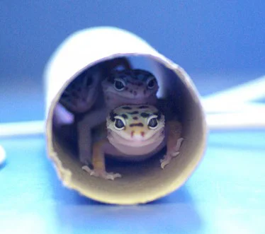 Geckos in tube.jpg