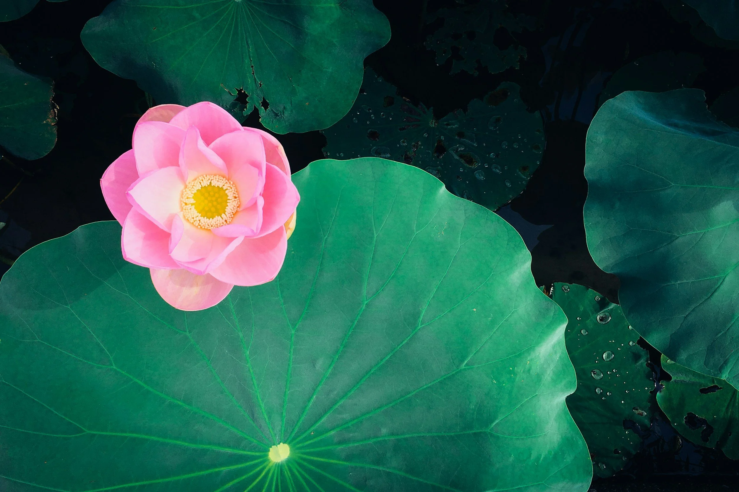CULTIVATING OPEN-MINDEDNESS