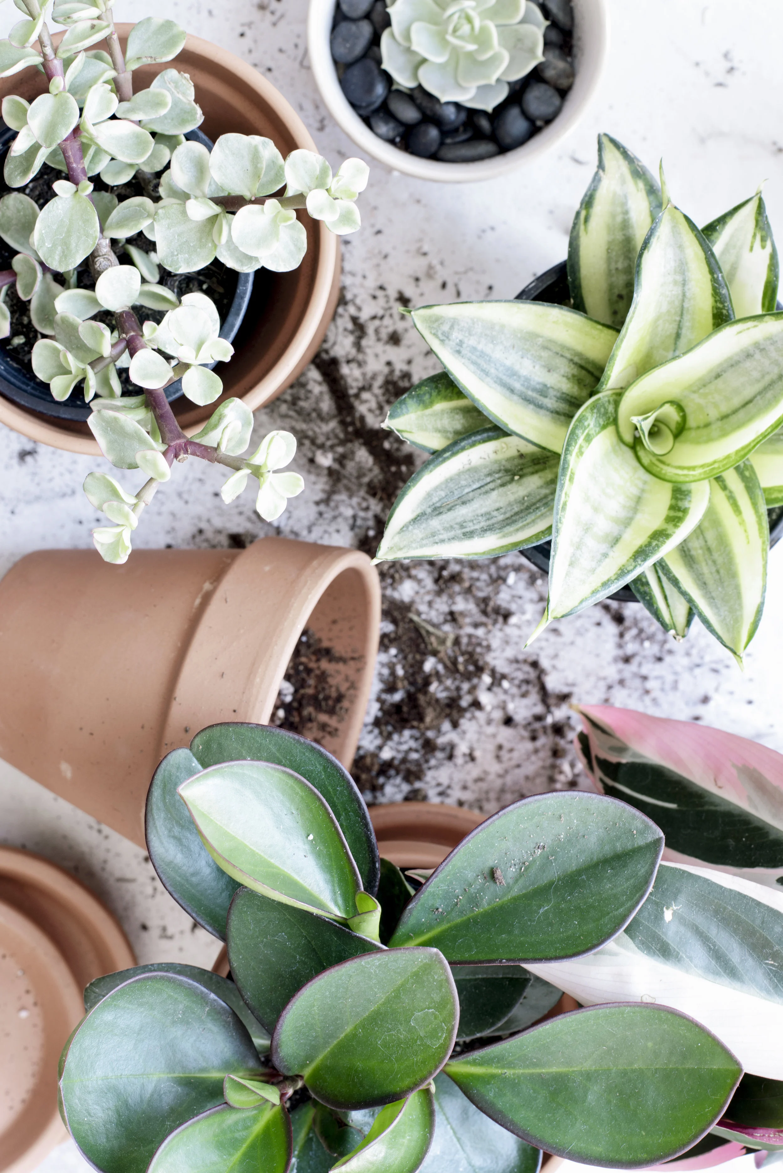 Potting Plants 2.jpg