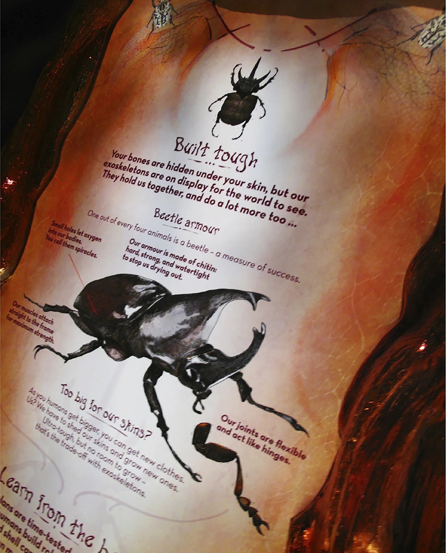 Bug Lab beetle sign.jpg