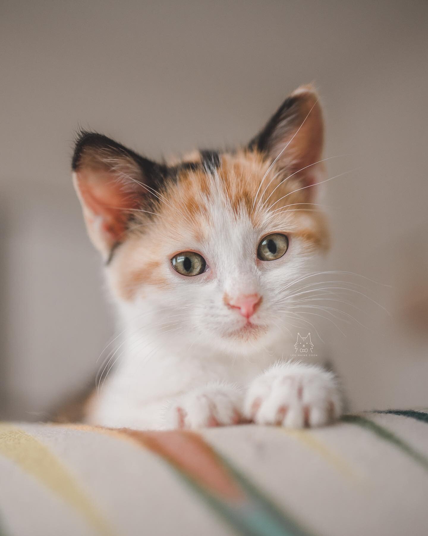 baby pie! 🥰

this was edited using our SPRING 05 preset &hearts;️
please check them out in our bio, if you haven&rsquo;t already! all money raised will go towards sophie&rsquo;s vet bills.
a HUGE thank you to anyone who has ordered already 🥺&hearts