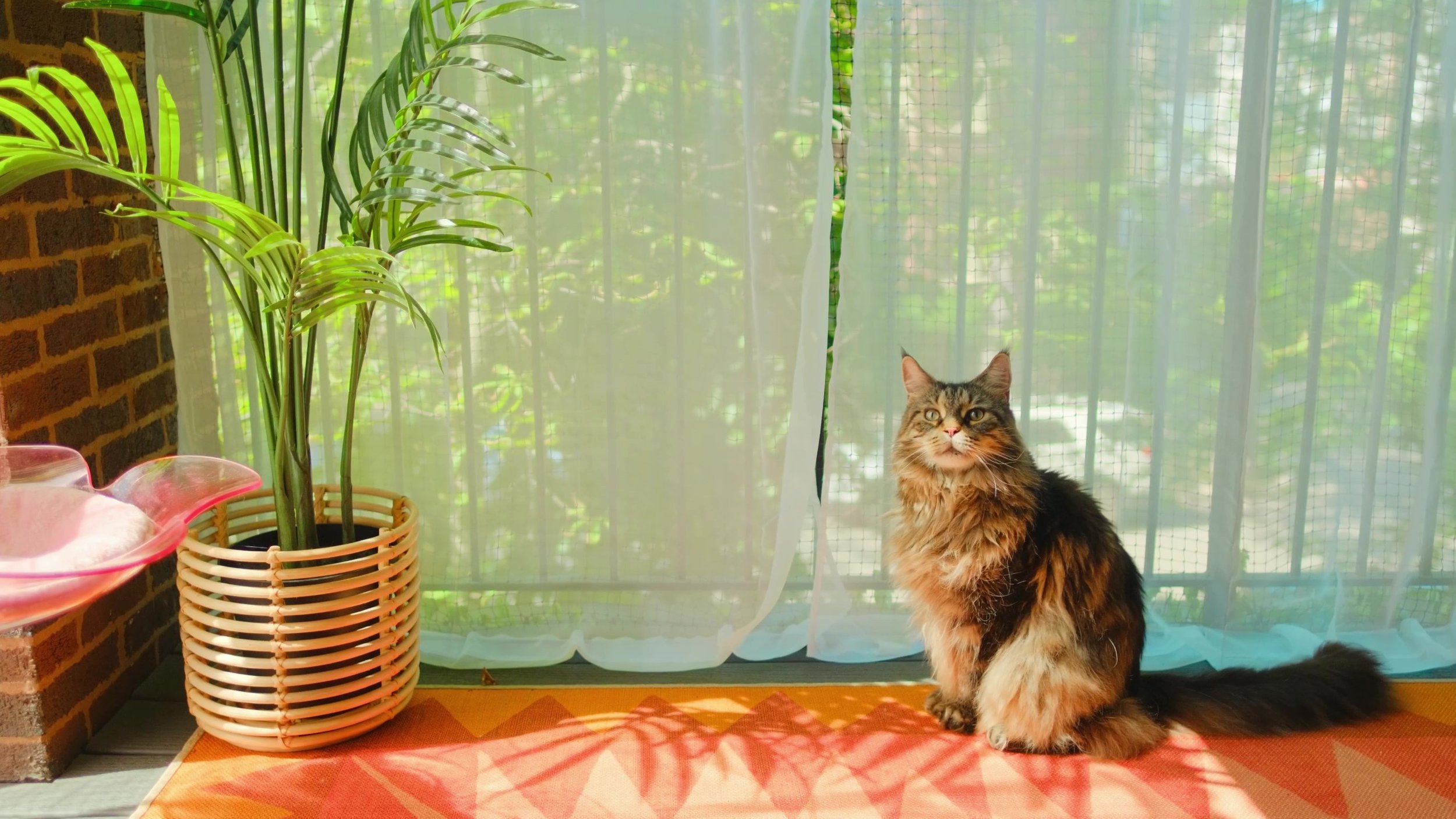 video-output-ED8426CF-476F-45D7-B3F9-04DB32E19868-1 - frame at 0m0s.jpg