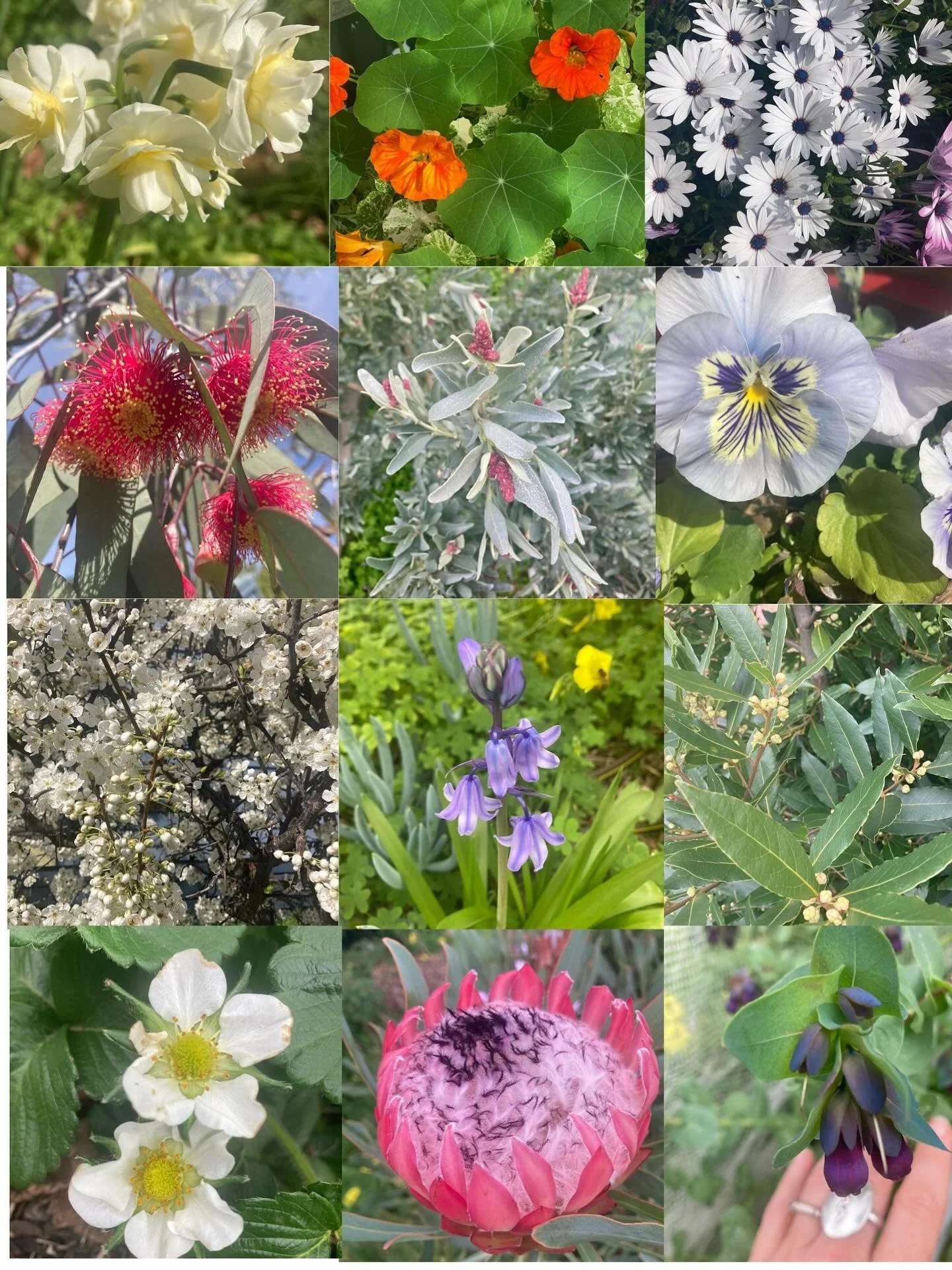 So much life and new energy in Spring, plants living their destiny, one petal in front of another, piece by piece! What are you noticing in your garden / around you ?