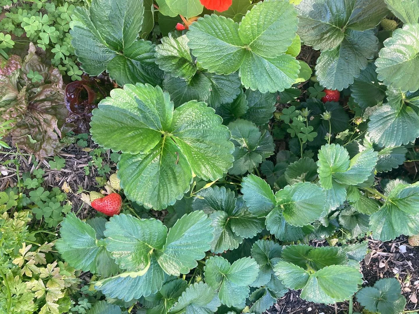 Hello strawberries 🍓 little red parcels peeking out from the leaves ! Patience is a practice 😁