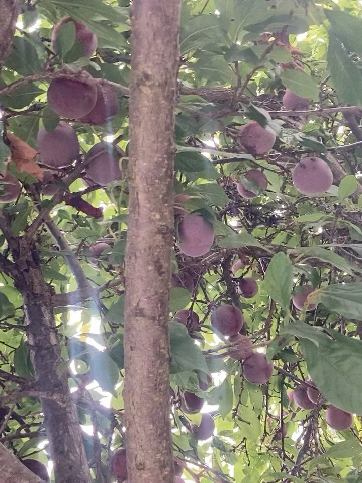 The blood plum bounty ! I&rsquo;m finally getting around to bottling ❤️I got some in person tips and &hellip;. Looking good 😌&hellip;.. plum jam next &hellip;.. thanks @lizwalkerart for the easy directions