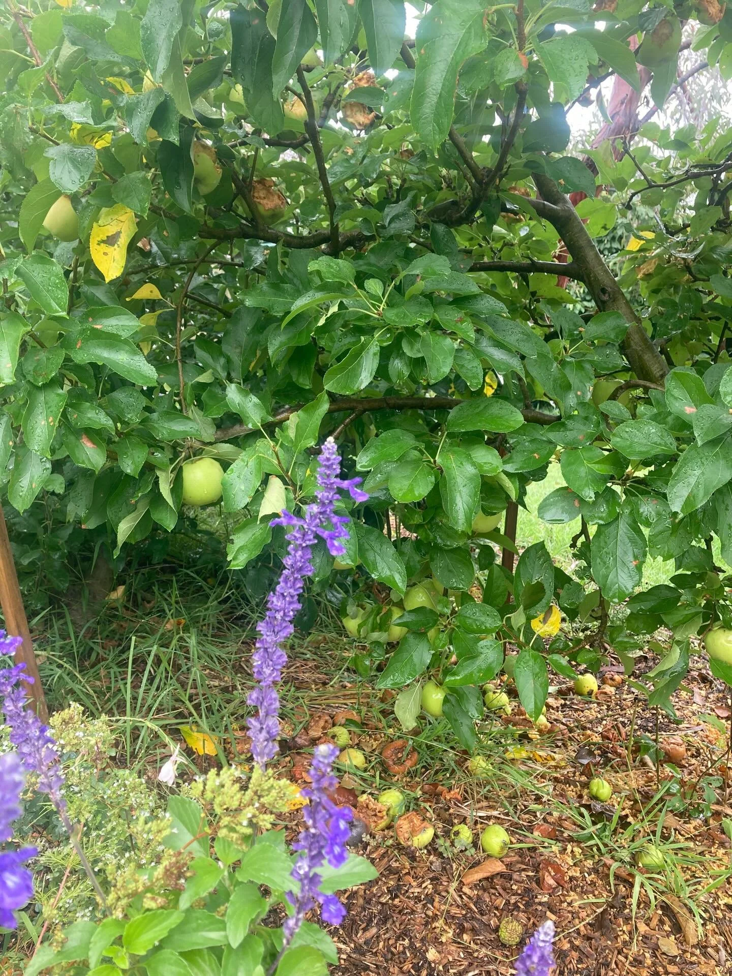 Went out to check the apple tree and came back in with a full bucket.☺️

I love this time of year. Just walking outside and picking fruit we&rsquo;ll actually eat feels so simple and good. It makes the garden feel generous and alive.

Yay👏