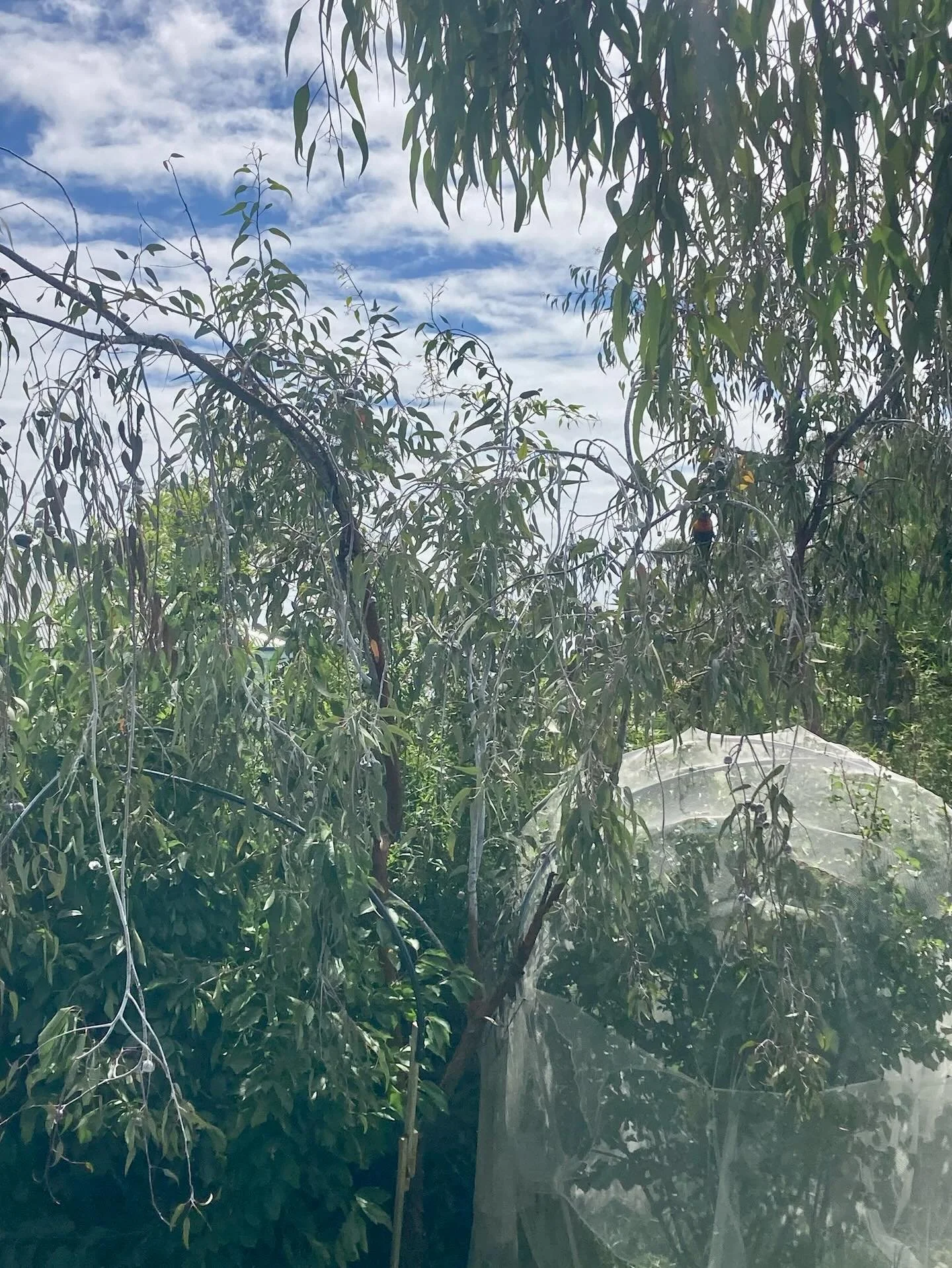 The silver princess trees always get my attention. Their soft pink, tutu-like flowers and silvery leaves catch the light, and the birds absolutely love them. I often find myself just standing there, watching the branches move and listening to the con