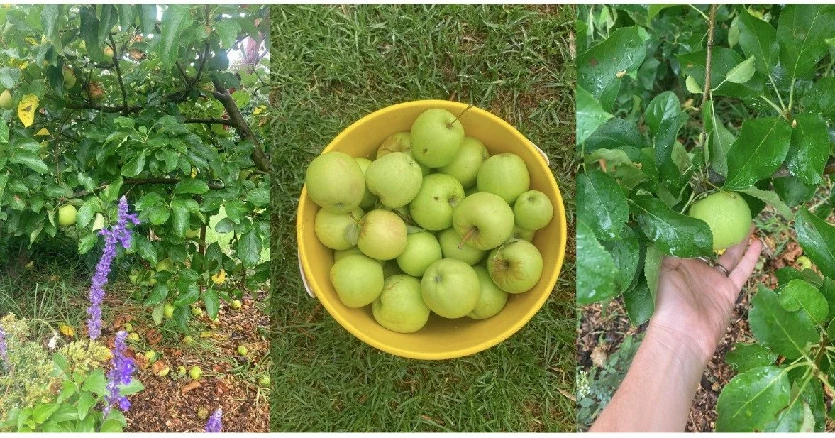 The last fruits have been picked, just the pomegranates left, ripening in the Autumn warmth.....here are the tumbling Apples of March, soft greens, earth tones, speckles of gold ☀️ join me for Autumn creative time here https://www.miamia.biz/artclass