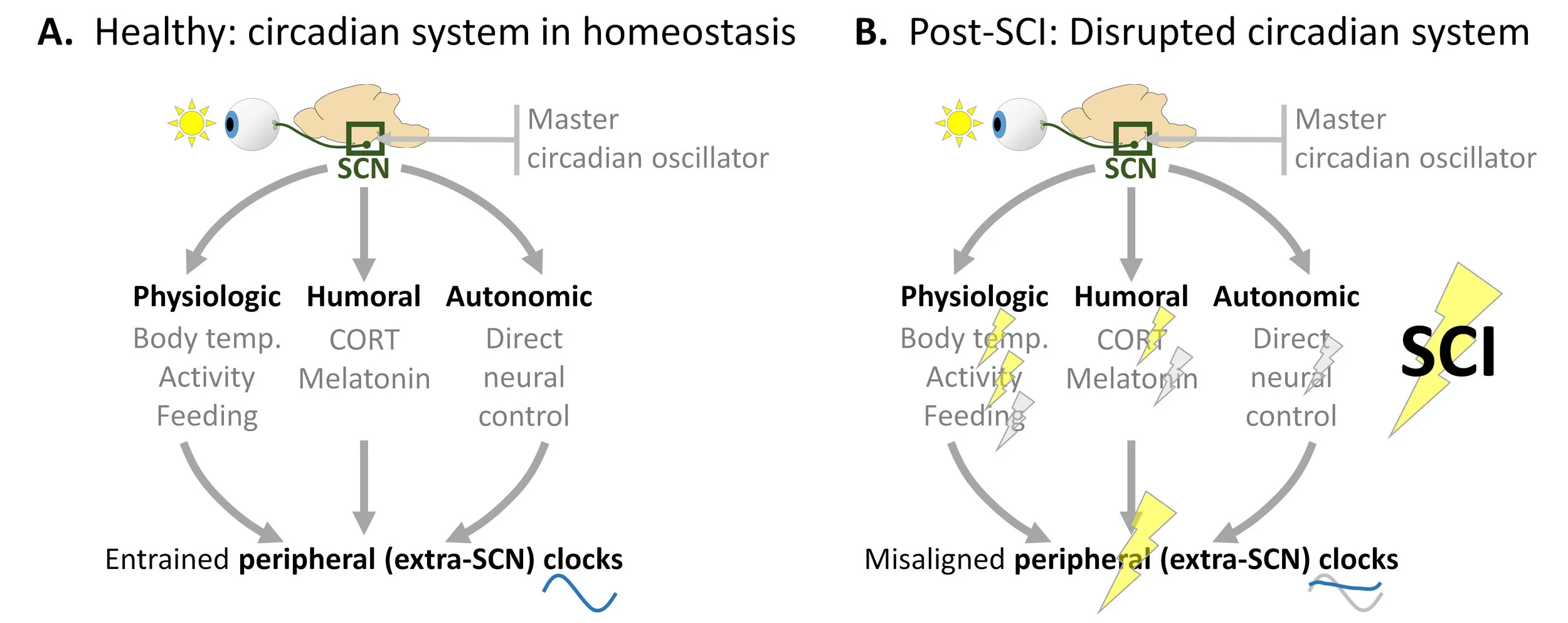We revealed recently that spinal cord injury disrupts the circadian system. Please see our studies published in eNeuro and in J. Neurotrauma .