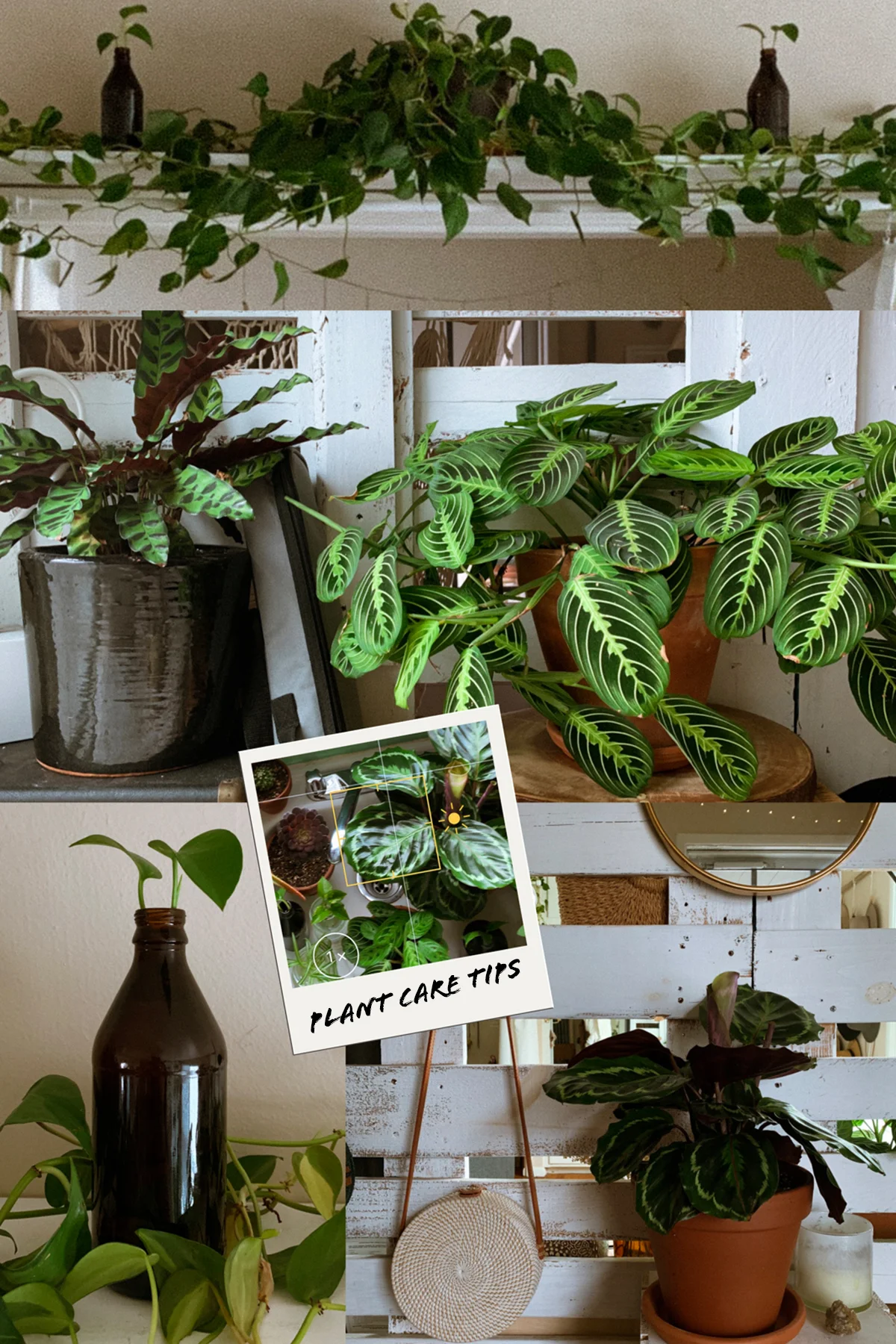 TOP TEN PLANT CARE TIPS