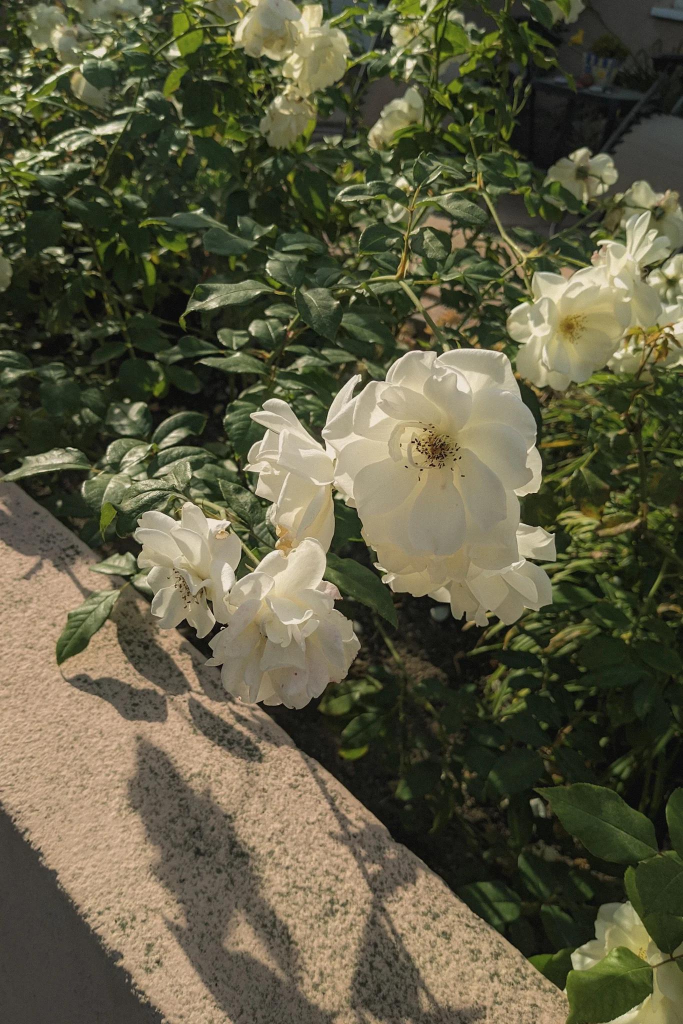 TRYING OUT THE GOOGLE PIXEL 4