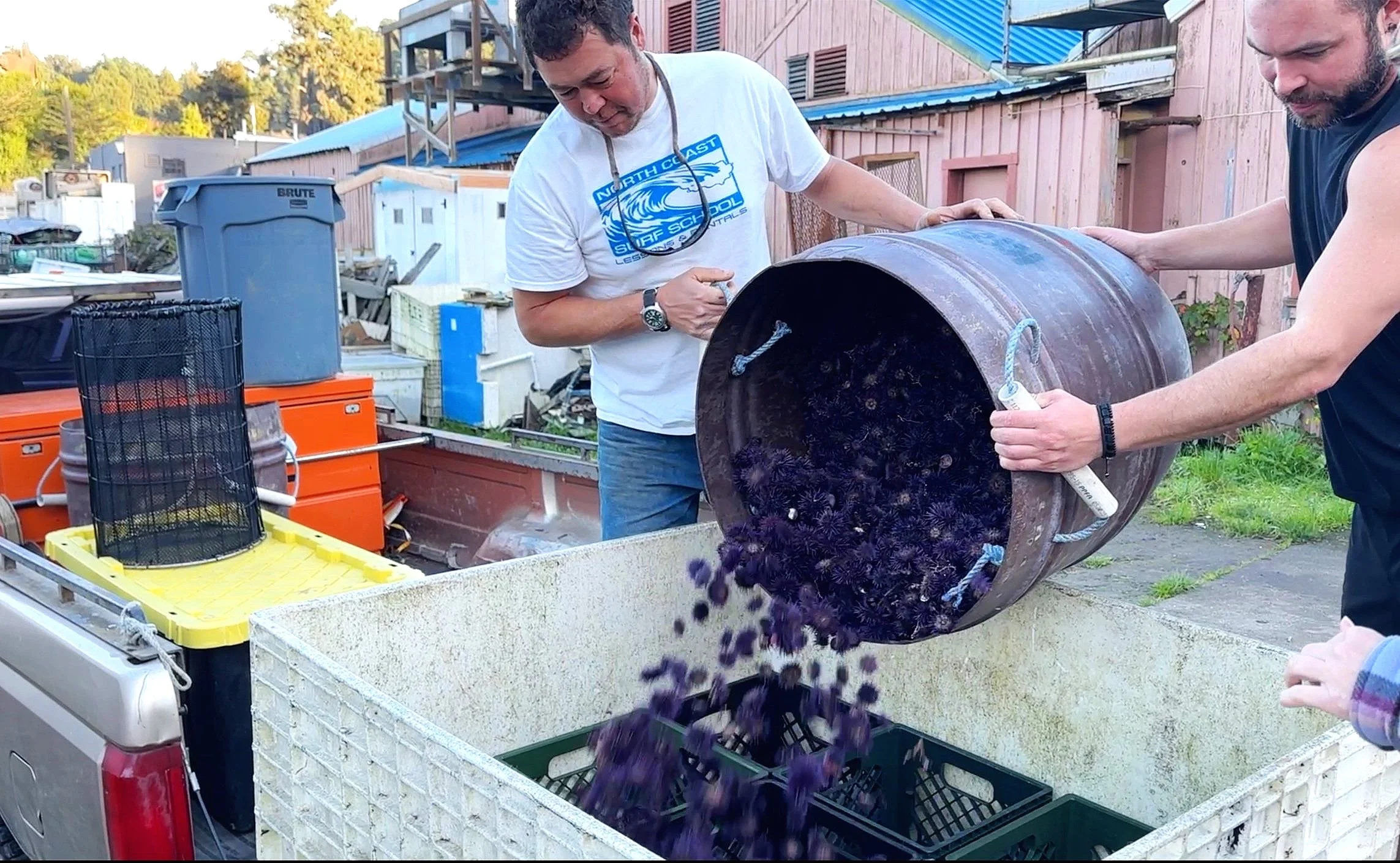  Urchin divers unload harvested sea urchins at our processing facility in Mendocino County, California 