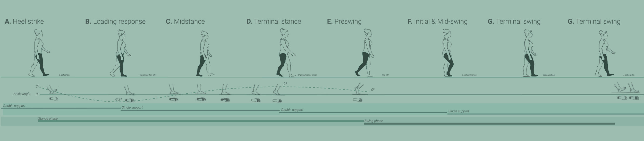 gait cycle banner 2.jpg