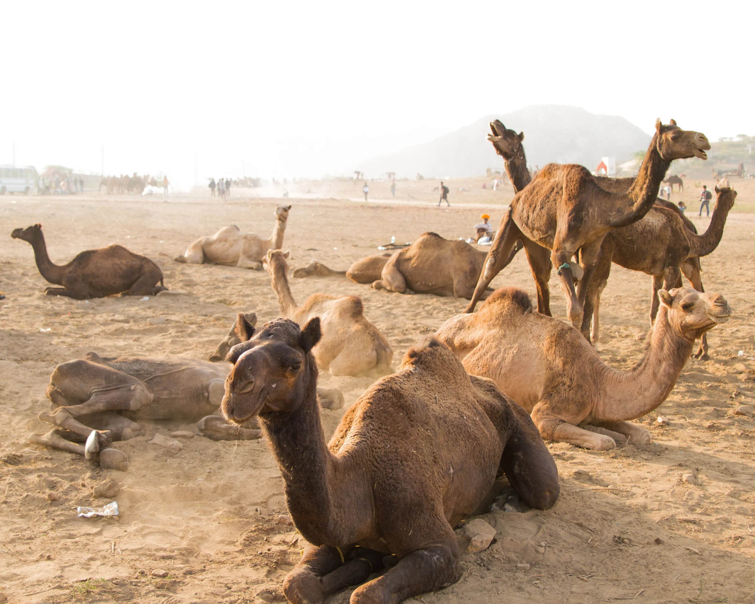Pushkar, un réveil un milieu des chameaux (novembre 2017)