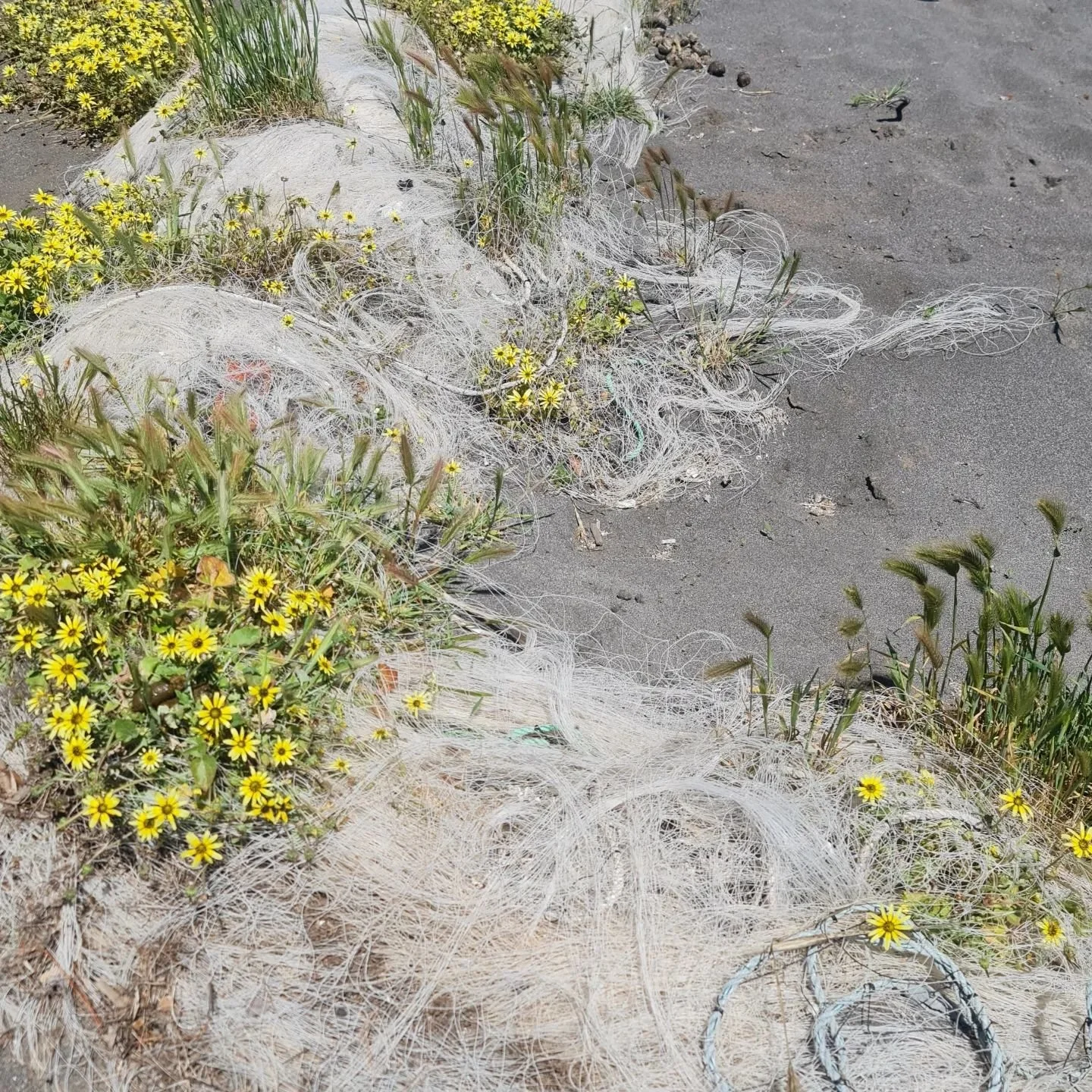 Esos nuevos paisajes...

Que es triste ver como cambiamos el paisaje
Como nuestras actividades obligan a la naturaleza a acomodarse
A existir en la medida de lo posible