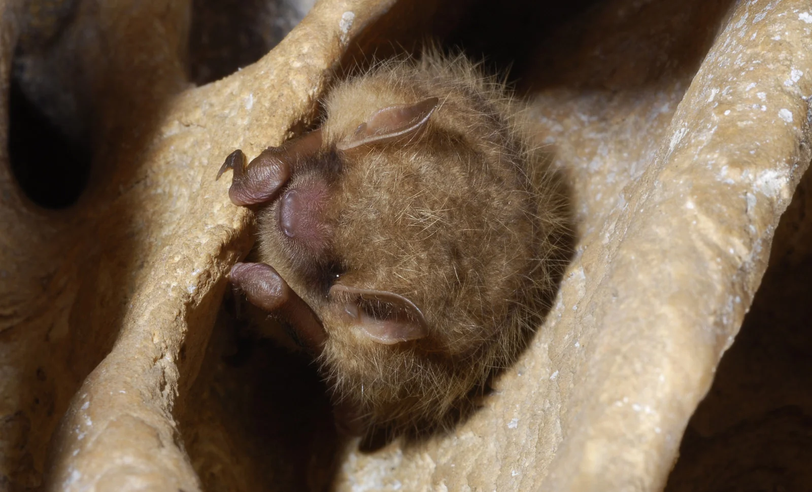 Healthy tri-colored bat in the North Georgia mountains Credit: Pete Pattavina, USFWS